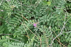 Tephrosia hamiltonii